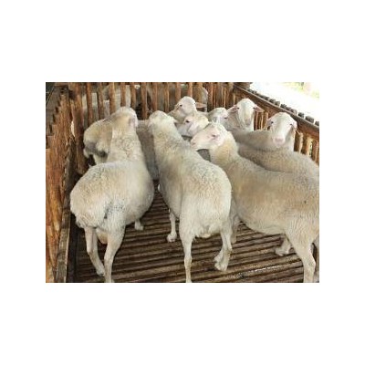供应梁山县头胎怀孕澳洲白基础母羊大量出栏